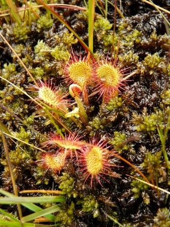Cladonia floerkeana e quale drosera
