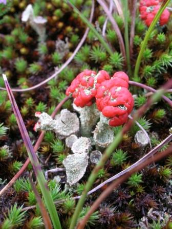 Cladonia floerkeana e quale drosera