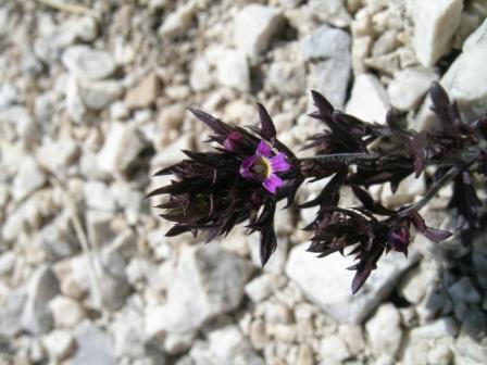 perch� l''euphrasia  � cos�?