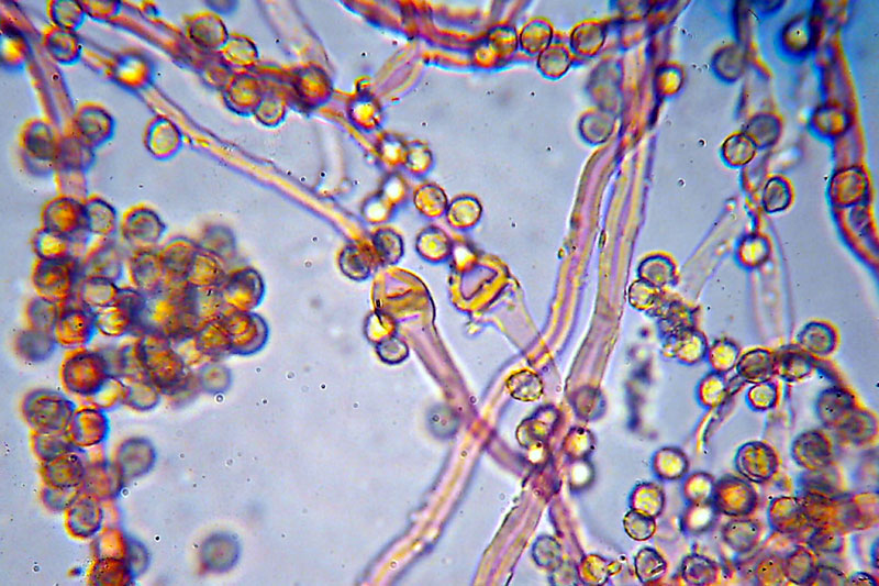 Tulostoma brumale