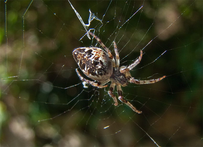 Araneus diaematus