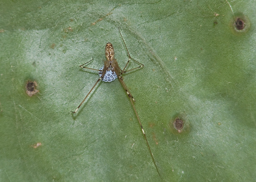 Holocnemus pluchei