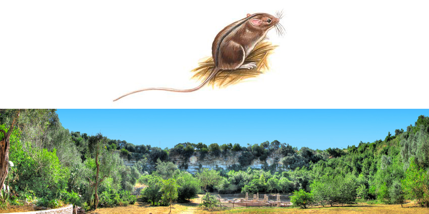 Strano ratto scambiato per una Sicista