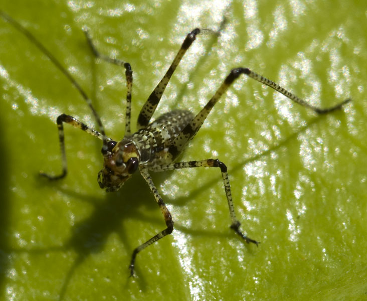 Cavalletta nana: neanide di Phaneroptera sp.