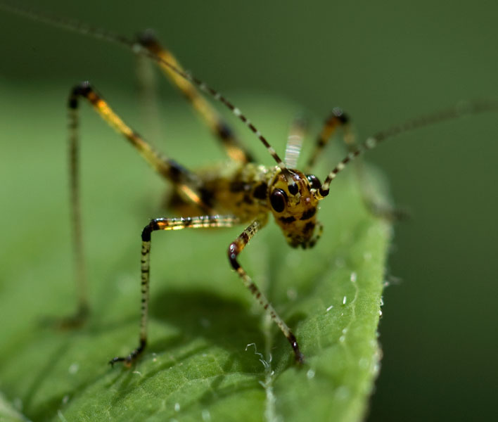 Cavalletta nana: neanide di Phaneroptera sp.