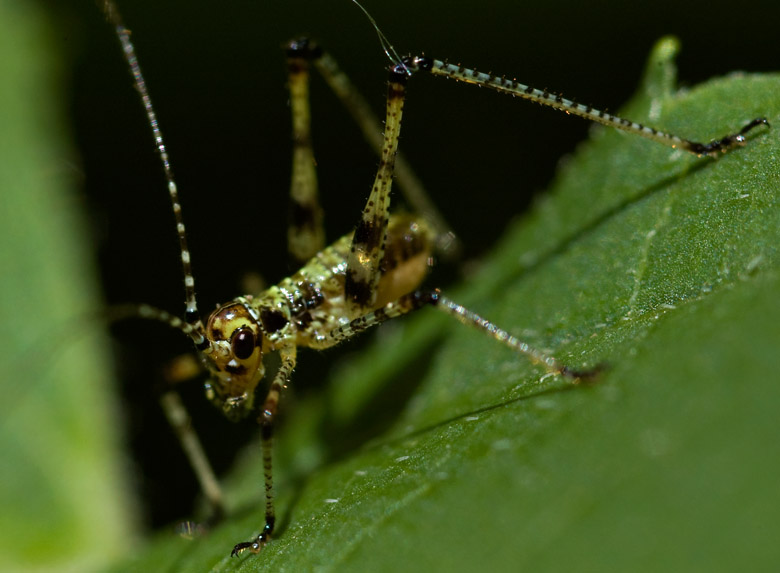 Cavalletta nana: neanide di Phaneroptera sp.