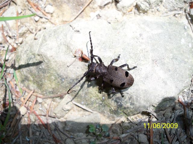 Identificazione: Herophila tristis