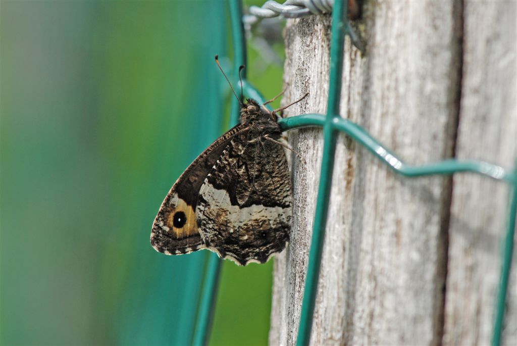 Hipparchia fagi o genava