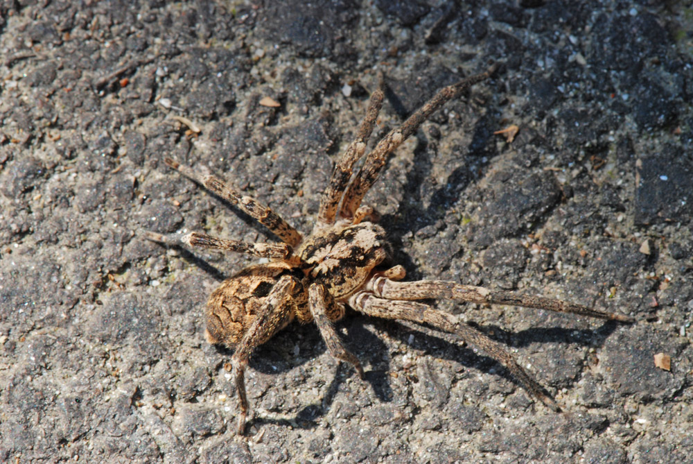 Zoropsis spinimana