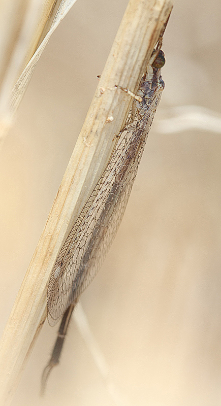 Macronemurus appendiculatus