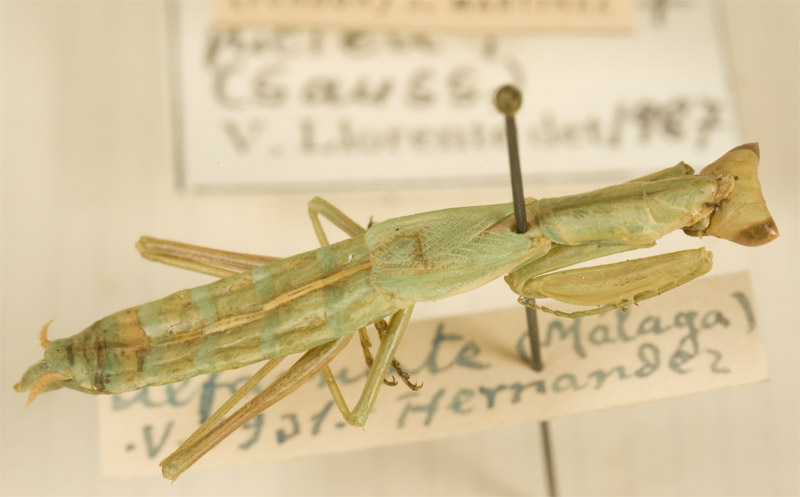 Ameles delle Madonie (PA) da identificare.