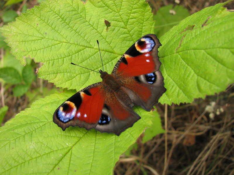 Finalmente  tornata! Aglais io