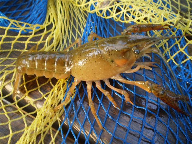 Procambarus clarkii
