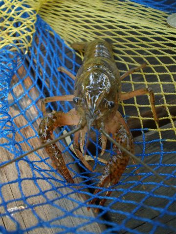 Procambarus clarkii
