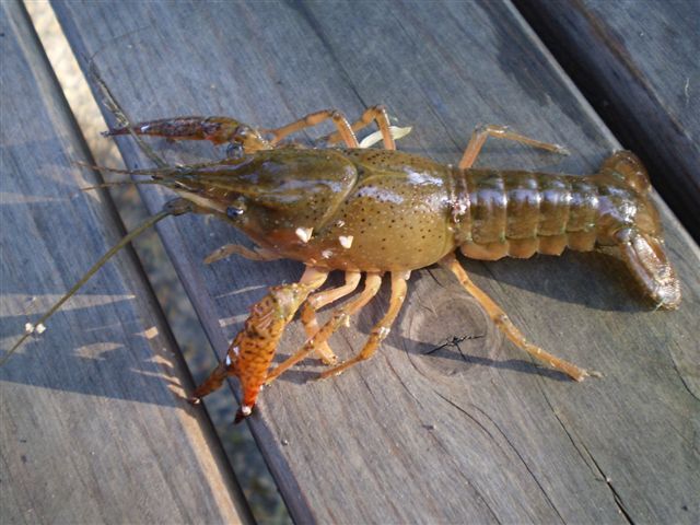 Procambarus clarkii