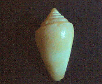 conus mediterraneus?