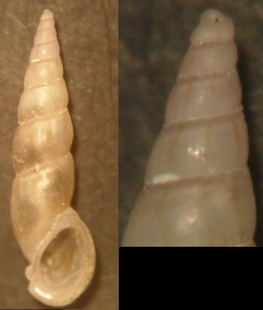 rissoa angustior- auriscalpium