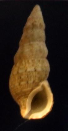 cerithium 2