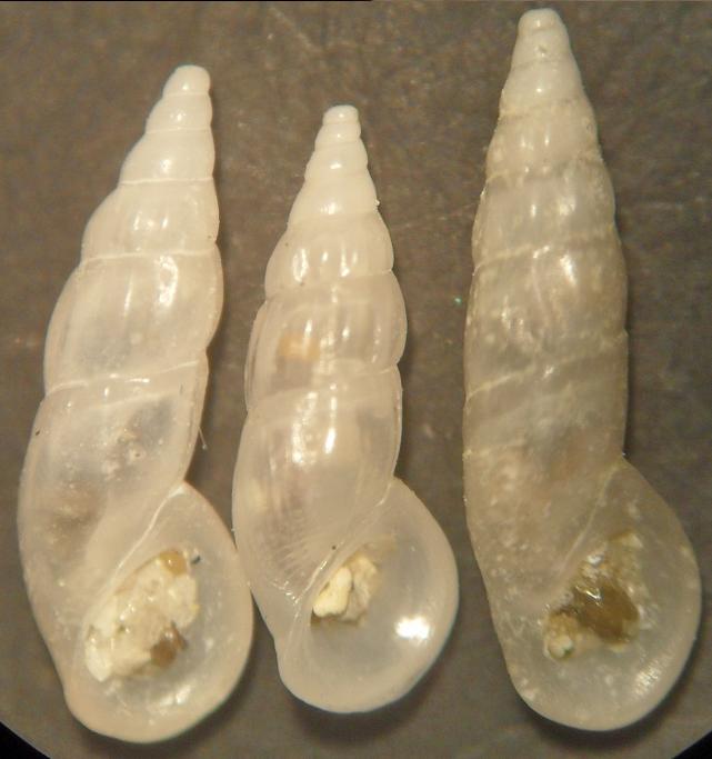 rissoa angustior- auriscalpium