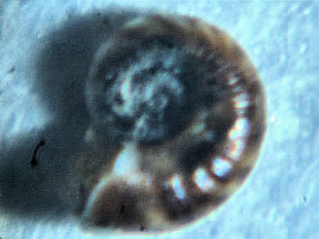 omalogyridae