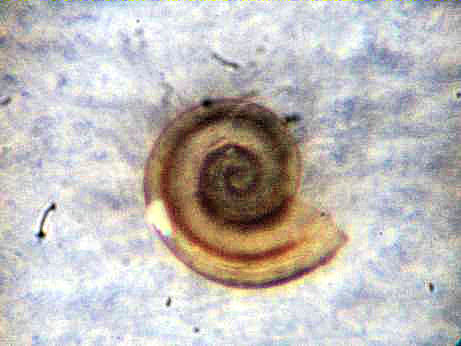 omalogyridae