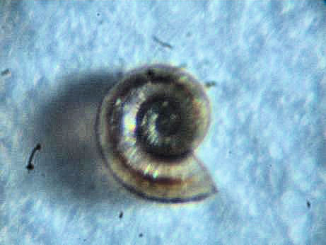 omalogyridae