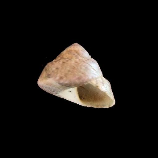 gibbula ardens?
