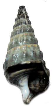 cerithium vulgatum?