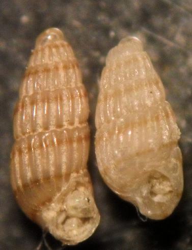 odostomella  bicilcta/doliolum?