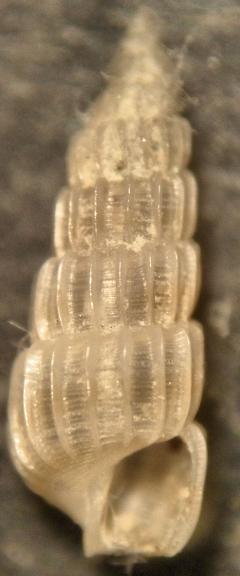 pyramidellidae scilla