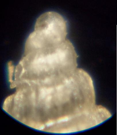 pyramidellidae scilla