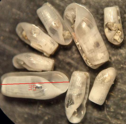 retusa truncatula?