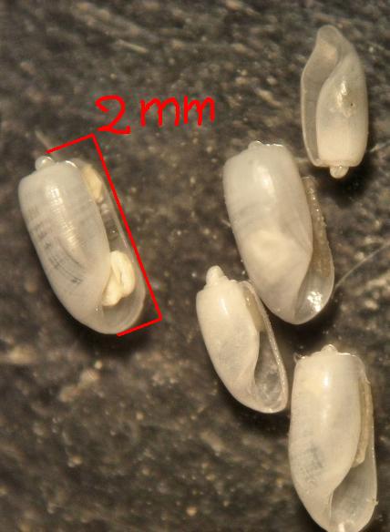 retusa mamillata?