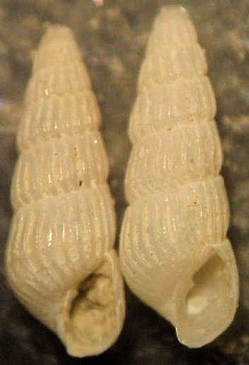 pyramidellidae 1