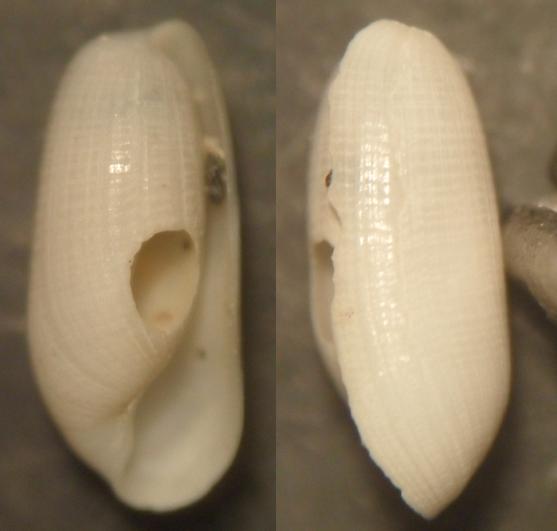 Cylichnina cfr. crebrisculpta