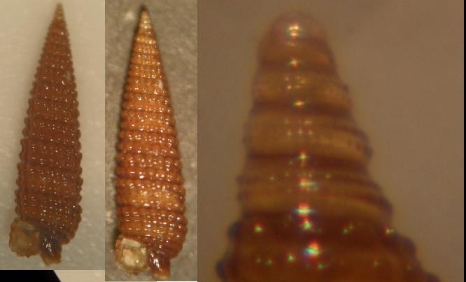 triphoridae 2