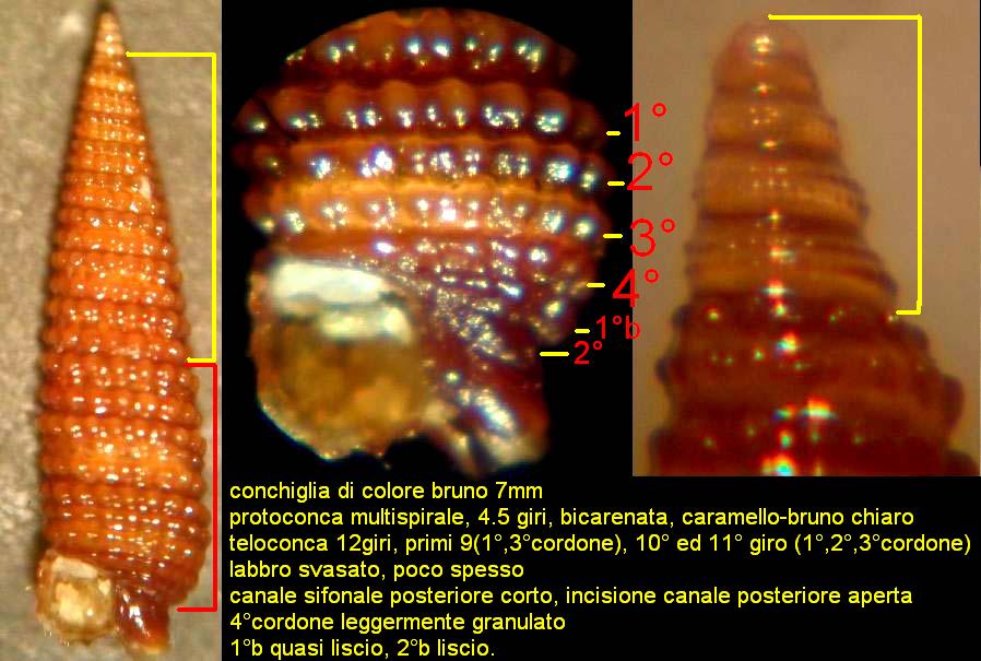triphoridae 2