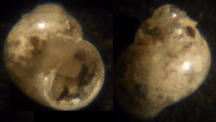 identificare 2