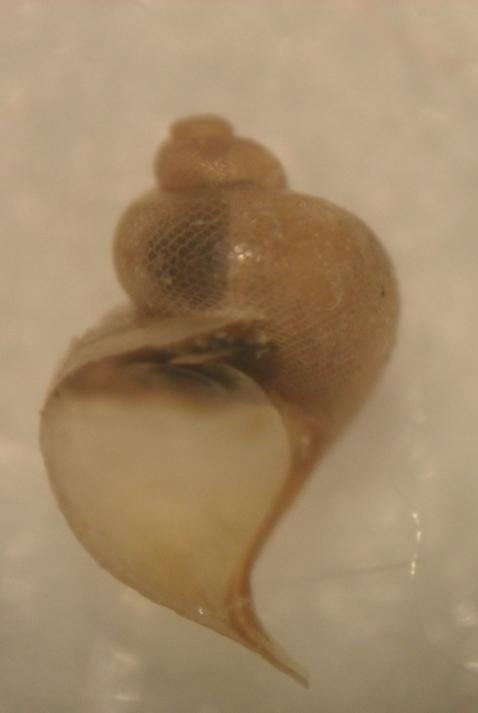 peracle reticulata