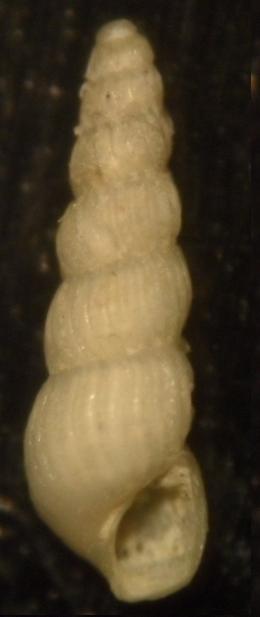 crhysallida. emaciata ?