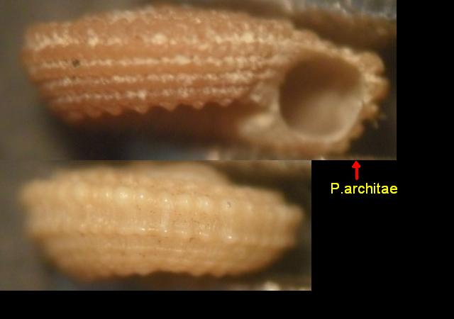 architectonicidae = heliacus subvariegatus juv.