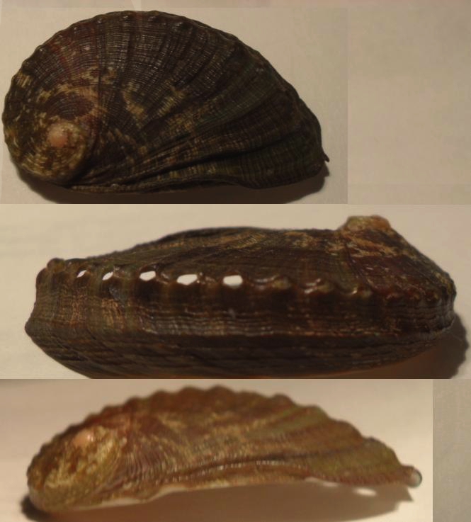 haliotis mikonosensis?