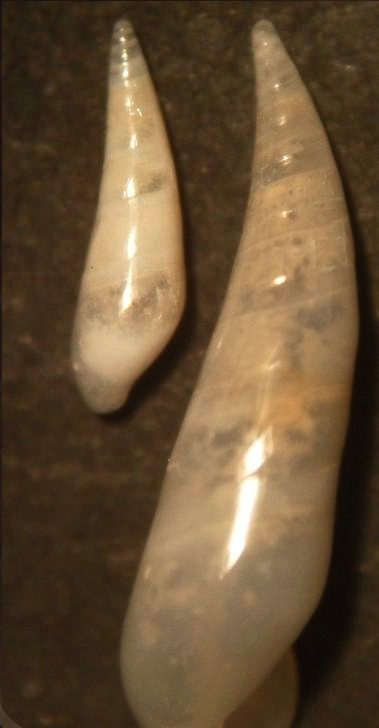 eulimidae 1
