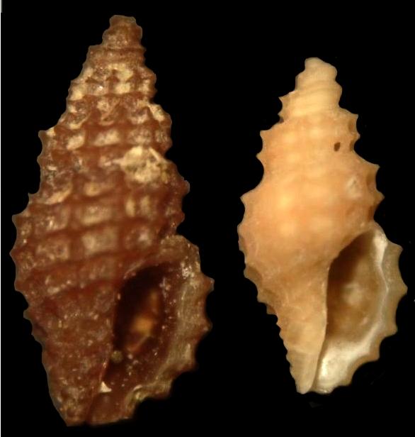 clathromangelia granum?