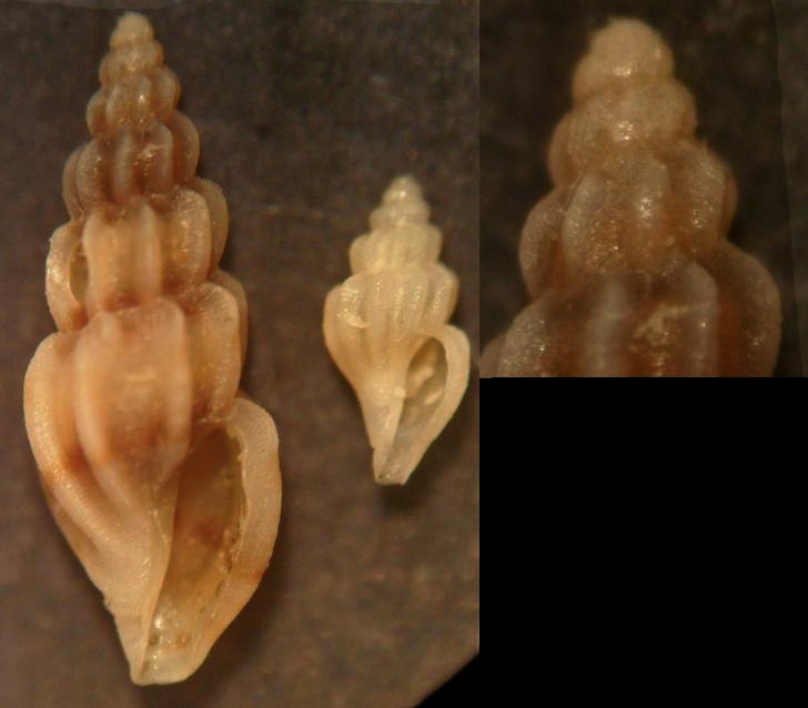 mangelia costulata?