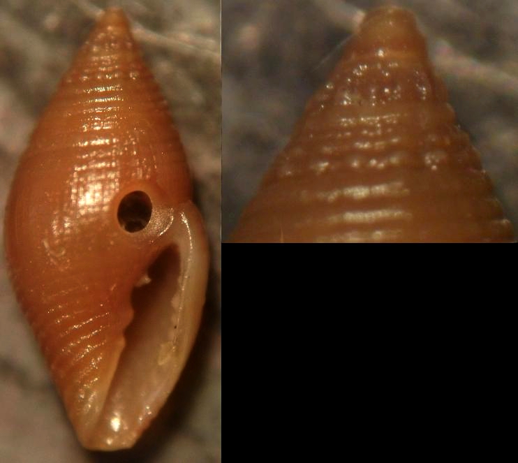 mitromorpha sp.?