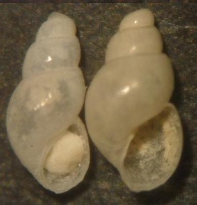 ondina sp?