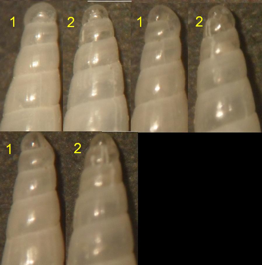 eulimella sp!?!?!?!?!?!?!?