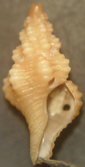 fusinus sp.
