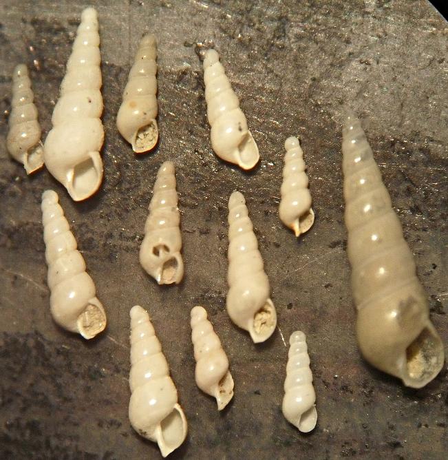 eulimella ventricosa o atakos???